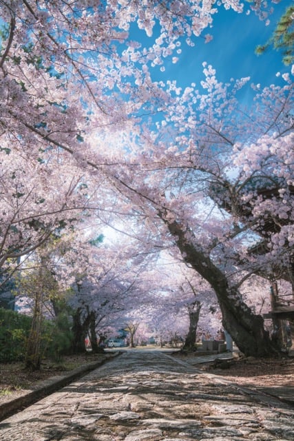 CherryBlossom 중간