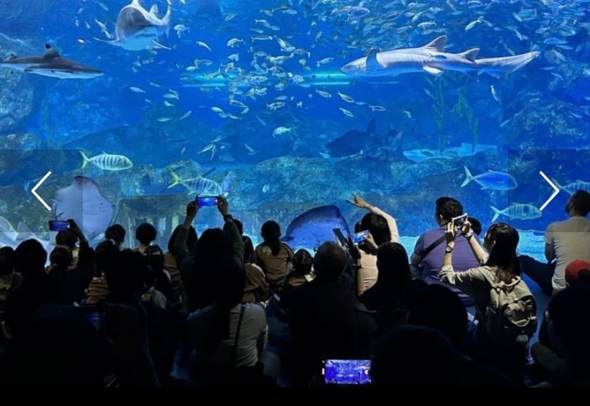 Sea Life COEX Aquarium Seoul undersea tunnel sharks rays marine creatures Korean garden exhibition zone